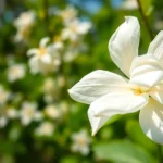 Close-up of a jasmine flower blooming vibrantly against a lush green backdrop.